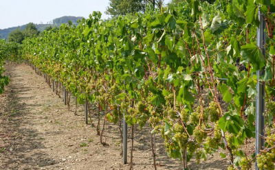 Weinanbau, Foto: Joachim Bier-Kruse